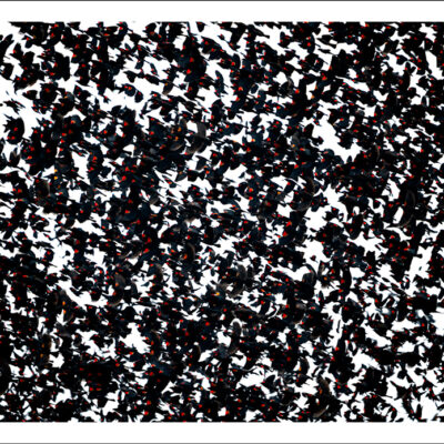 Blackbird Murmuration