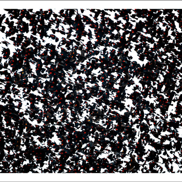 Blackbird Murmuration