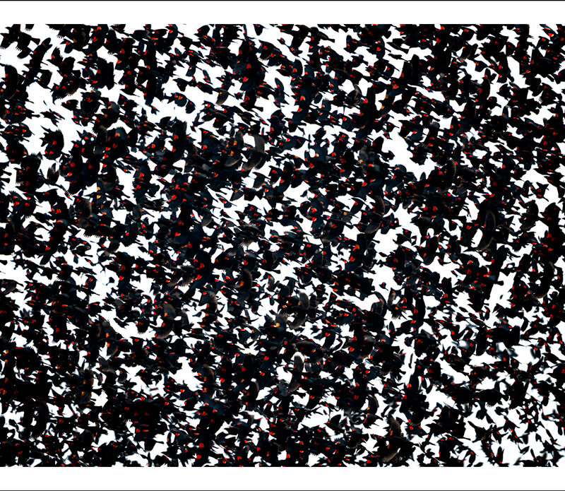 Blackbird Murmuration
