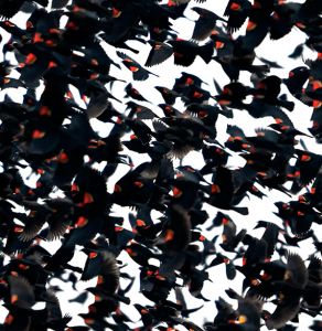 Blackbird Murmuration