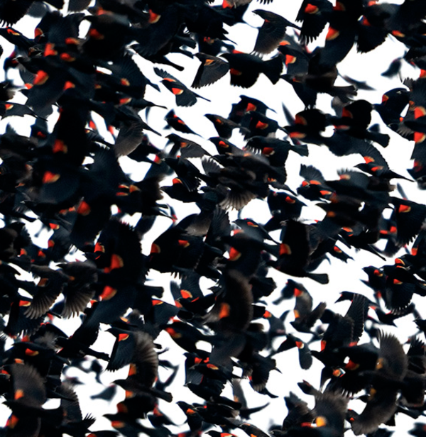 Blackbird Murmuration