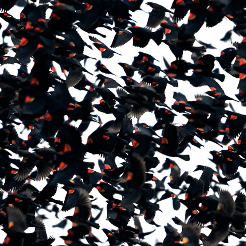 Blackbird Murmuration