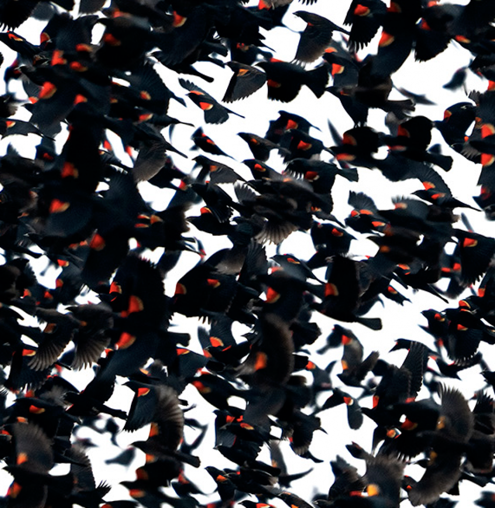Blackbird Murmuration
