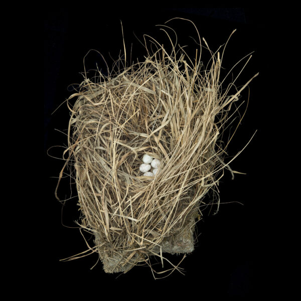 Ammodramus Henslowii