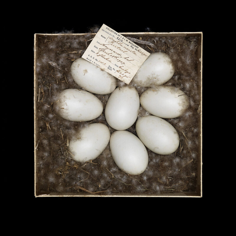 Anas Acuta 023