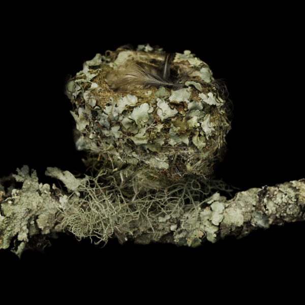 Anna’s Hummingbird