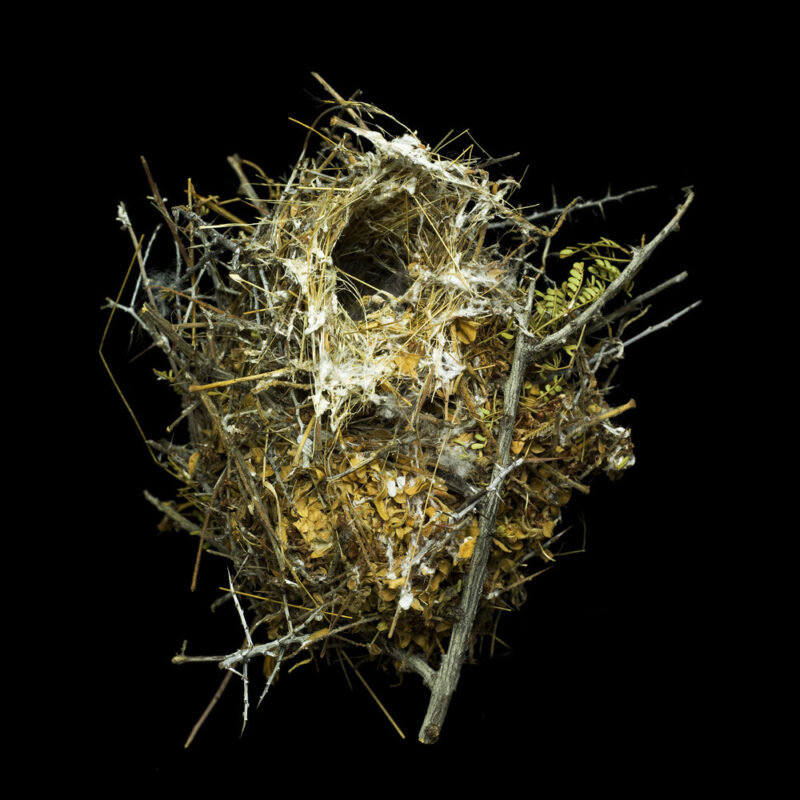 Auriparus Flaviceps Ornatus