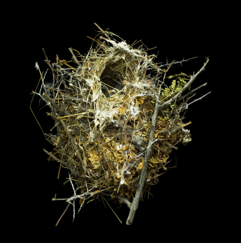 Auriparus Flaviceps Ornatus