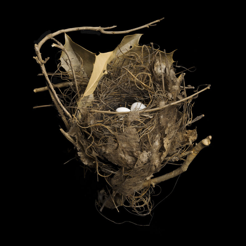 Bachman's Warbler