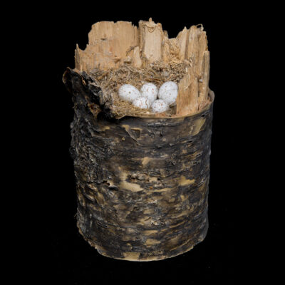 Black-capped Chickadee