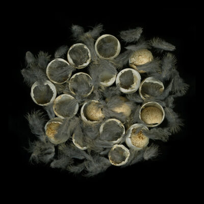 California Quail Eggs and Down