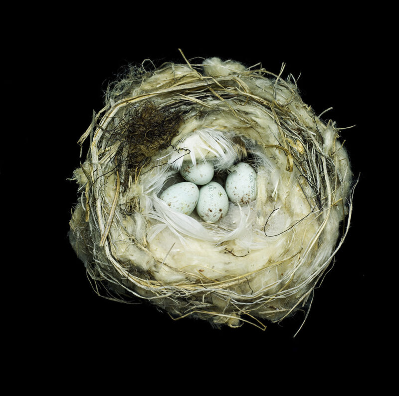 Carduelis Hornemanni Exilipes