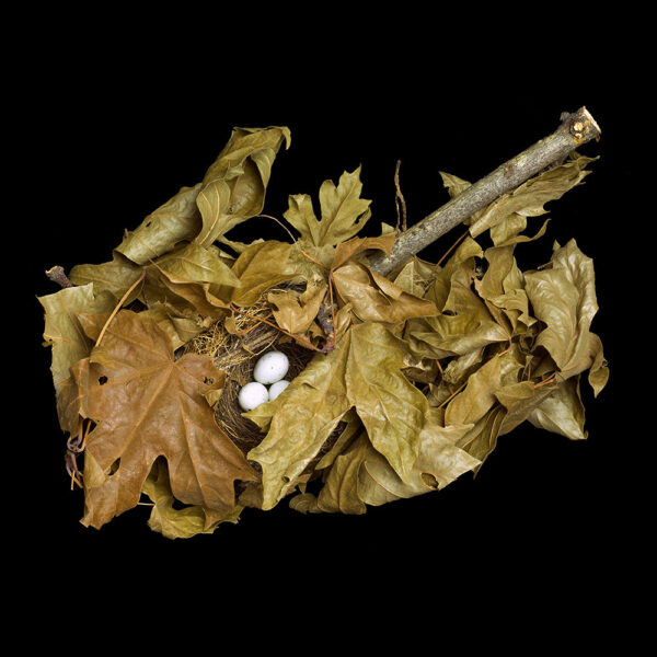 Carduelis Pinus Pinus