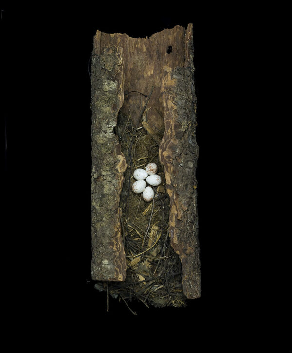 Certhia Americana Occidentalis