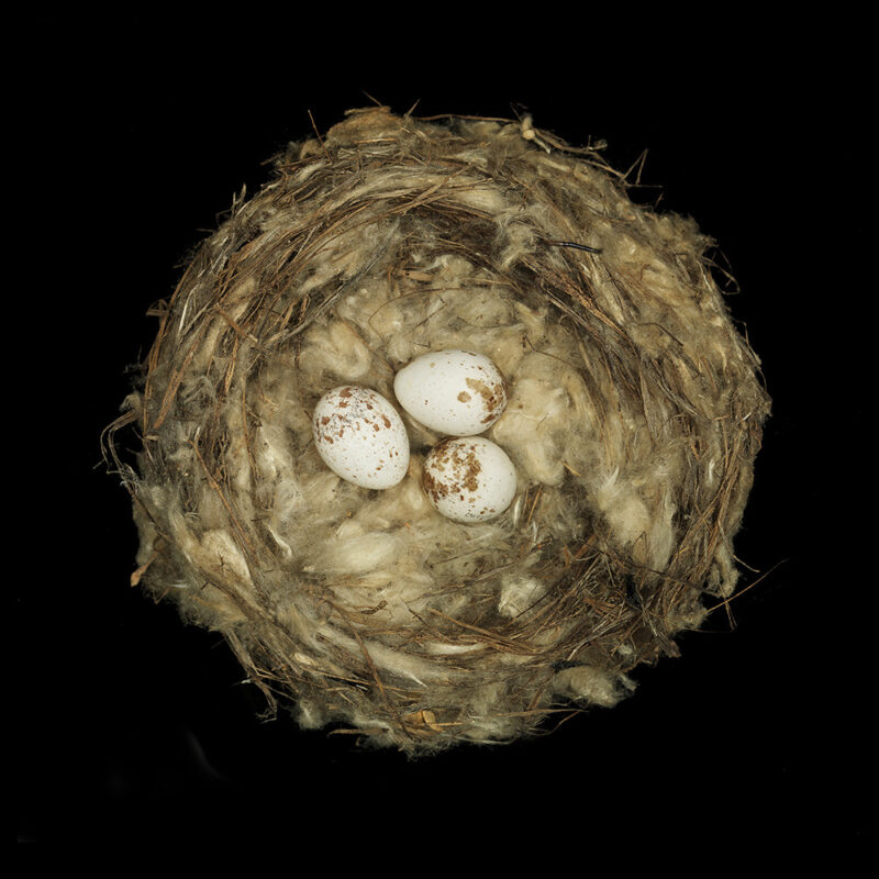 Dendroica Magnolia
