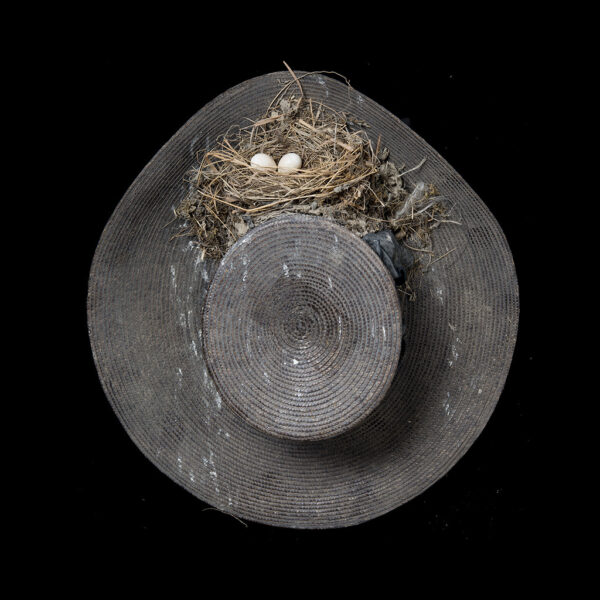 Eastern Phoebe