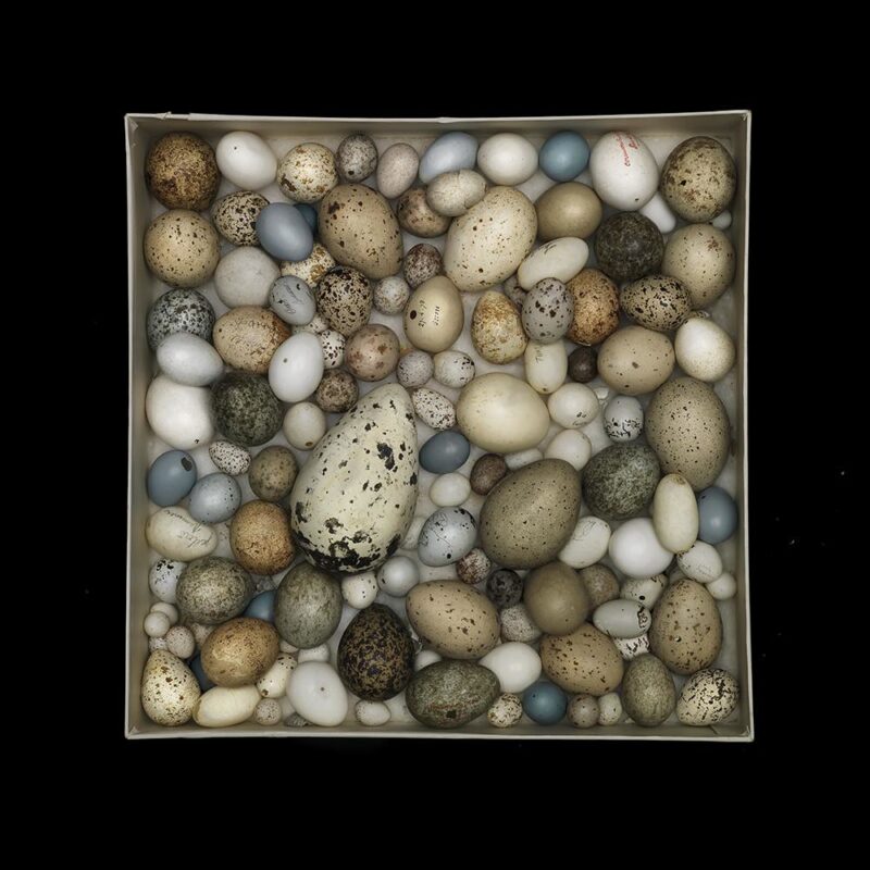 Eggs011