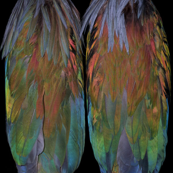 Elegy for the Exquisite