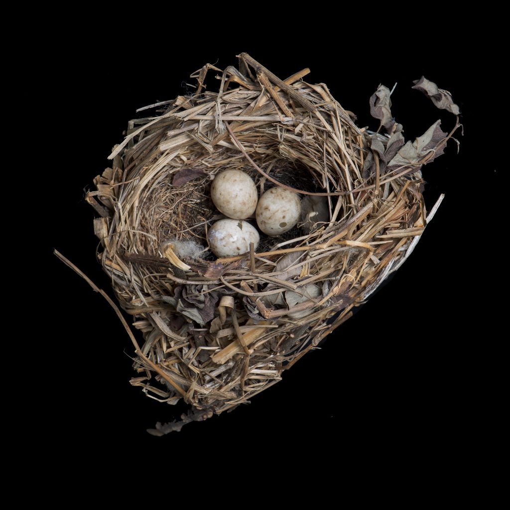 Emberiza Sulphurata