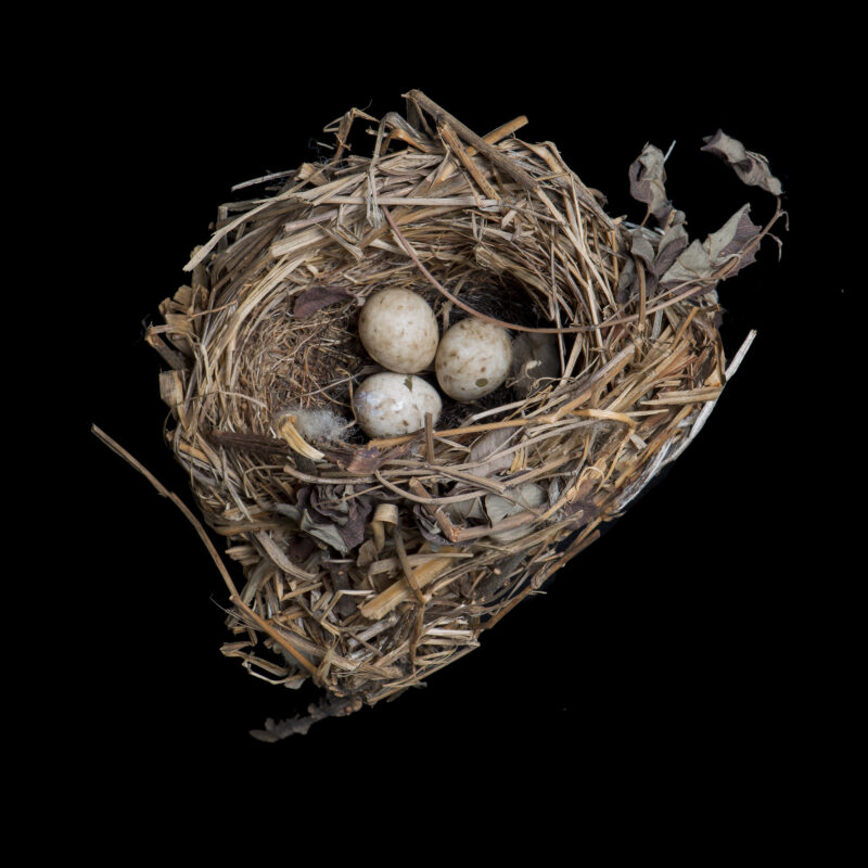 Emberiza Sulphurata