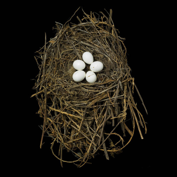 Geococcyx Californianus