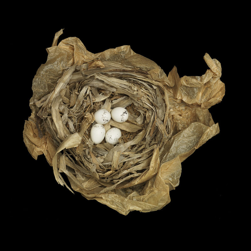 Geothlypis Trichas