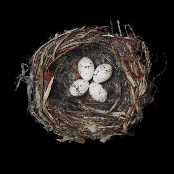 Golden-cheeked Warbler