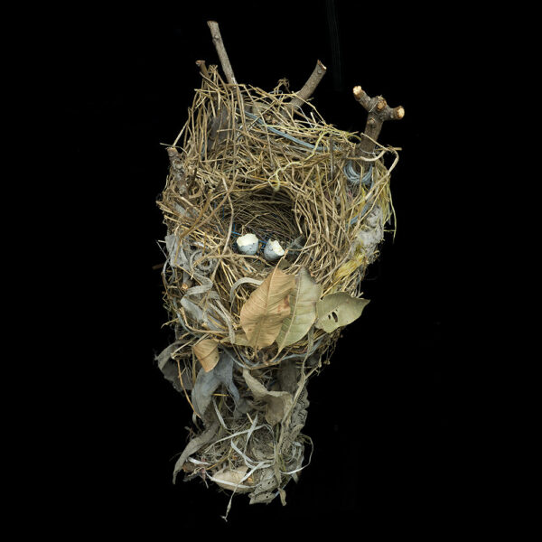 Great-tailed Grackle