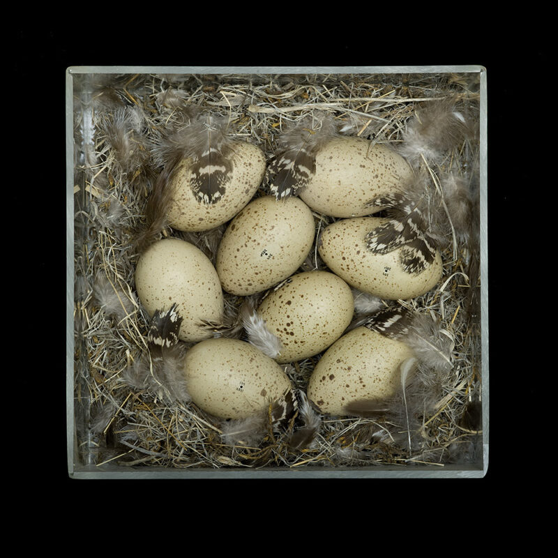 Greater Sage Grouse