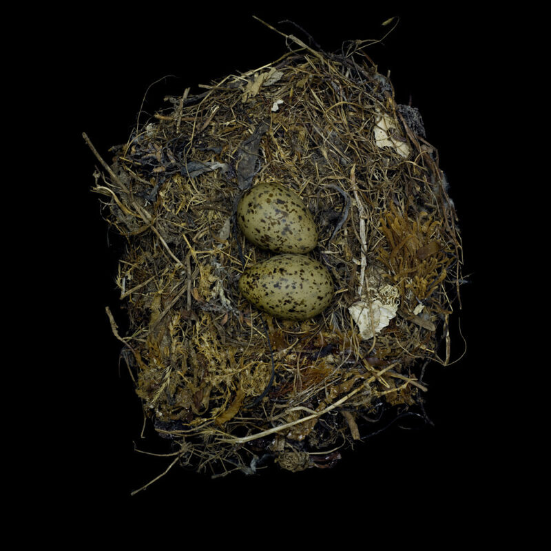 Larus Occidentalis Occidentalis
