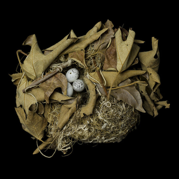 Lcterus Bullockii Bullockii