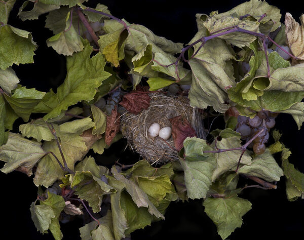 Lesser Goldfinch by Sharon Beals