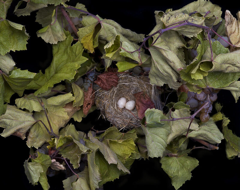 Lesser Goldfinch by Sharon Beals