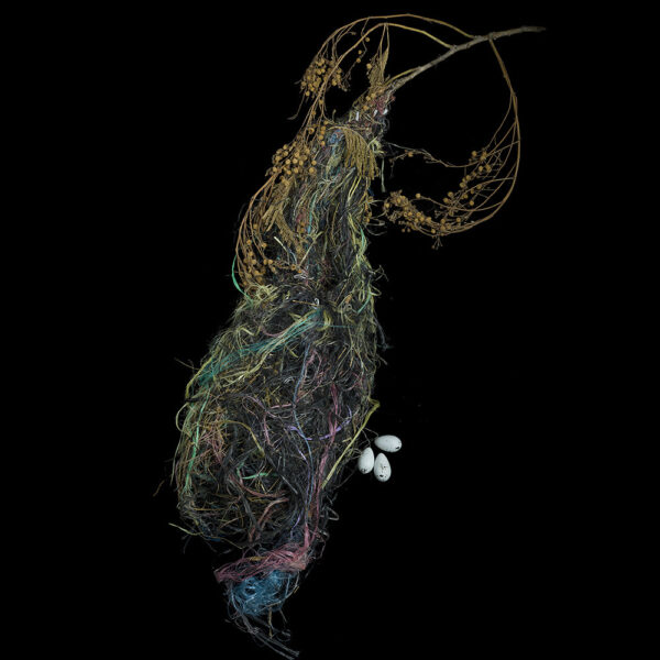 Lichtenstein’s Oriole