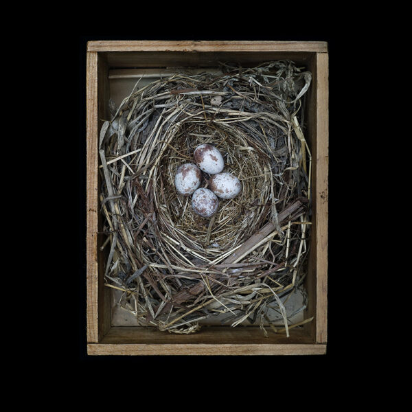 Melospiza Melodia – Box