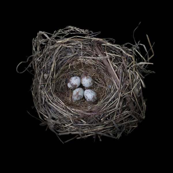 Melospiza Melodia – Nest