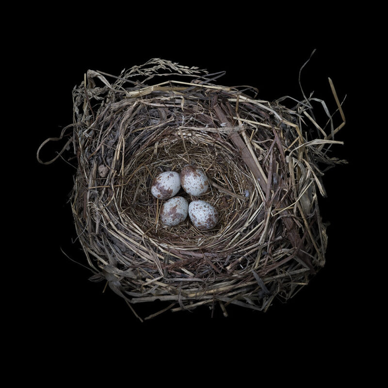 Melospiza Melodia – Nest