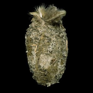 Northern Longtailed Tit