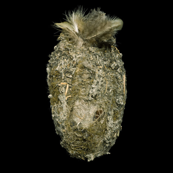 Northern Longtailed Tit