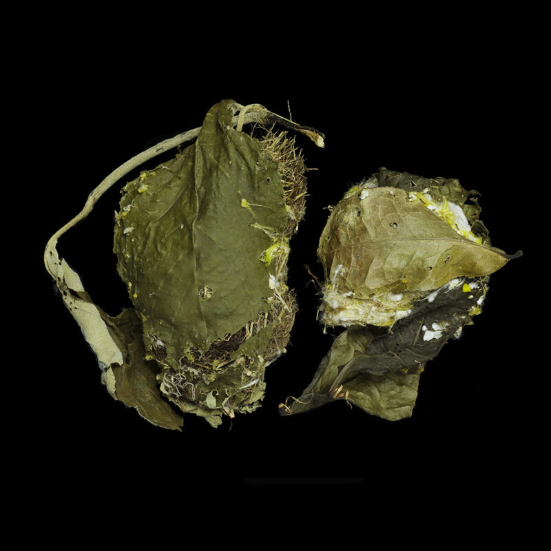 Orthotomus Sutorius