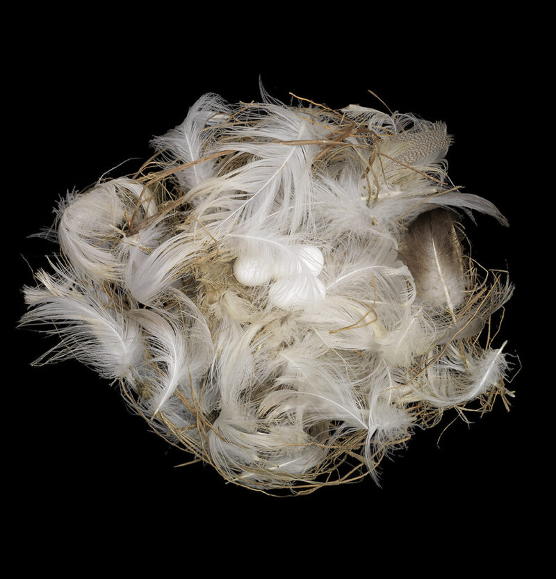 Riparia Riparia