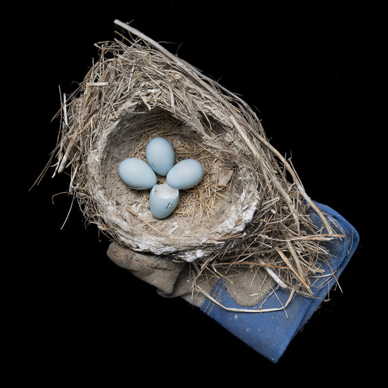 Robin Nest