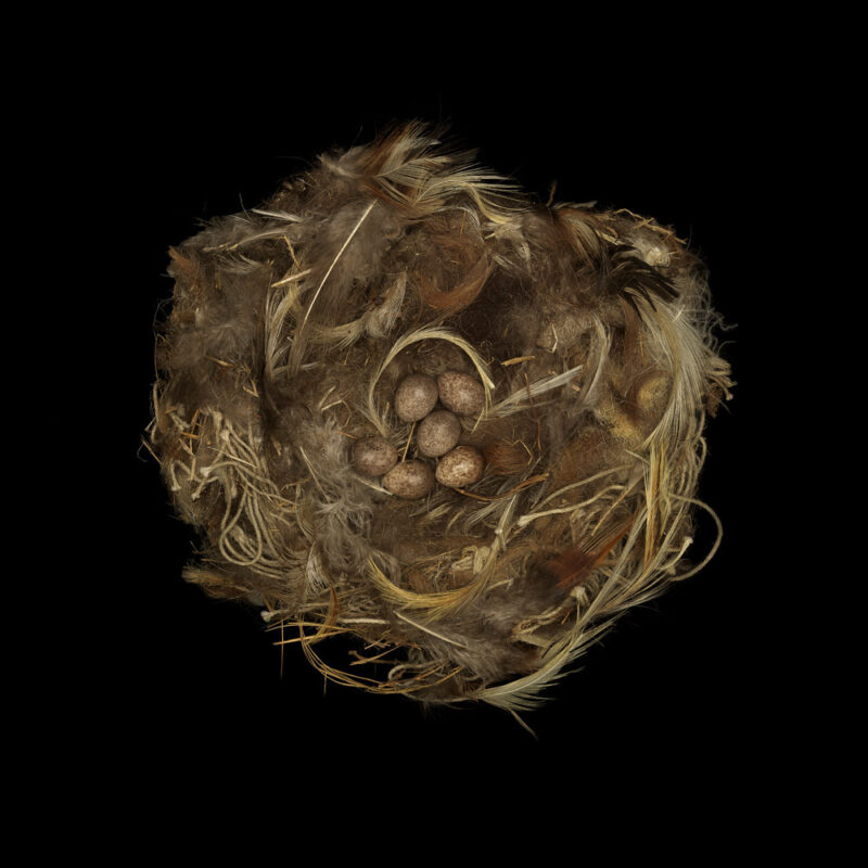 Rock Sparrow