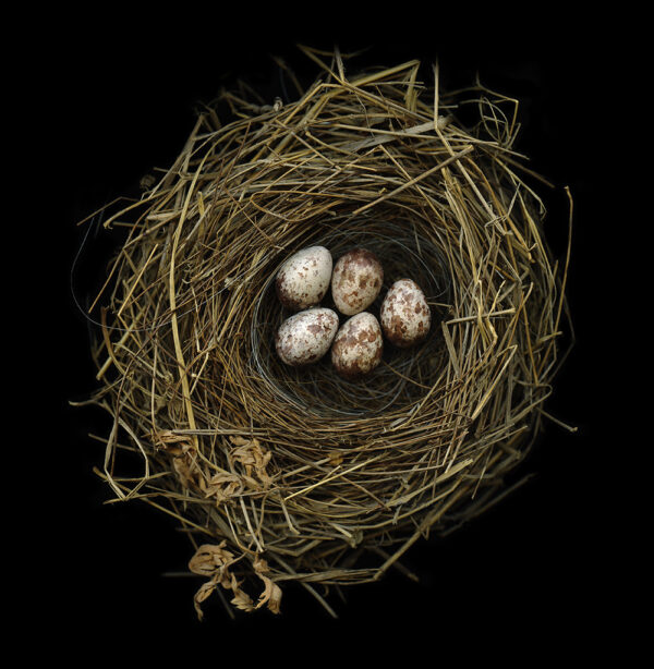 Rufous-backed Bunting