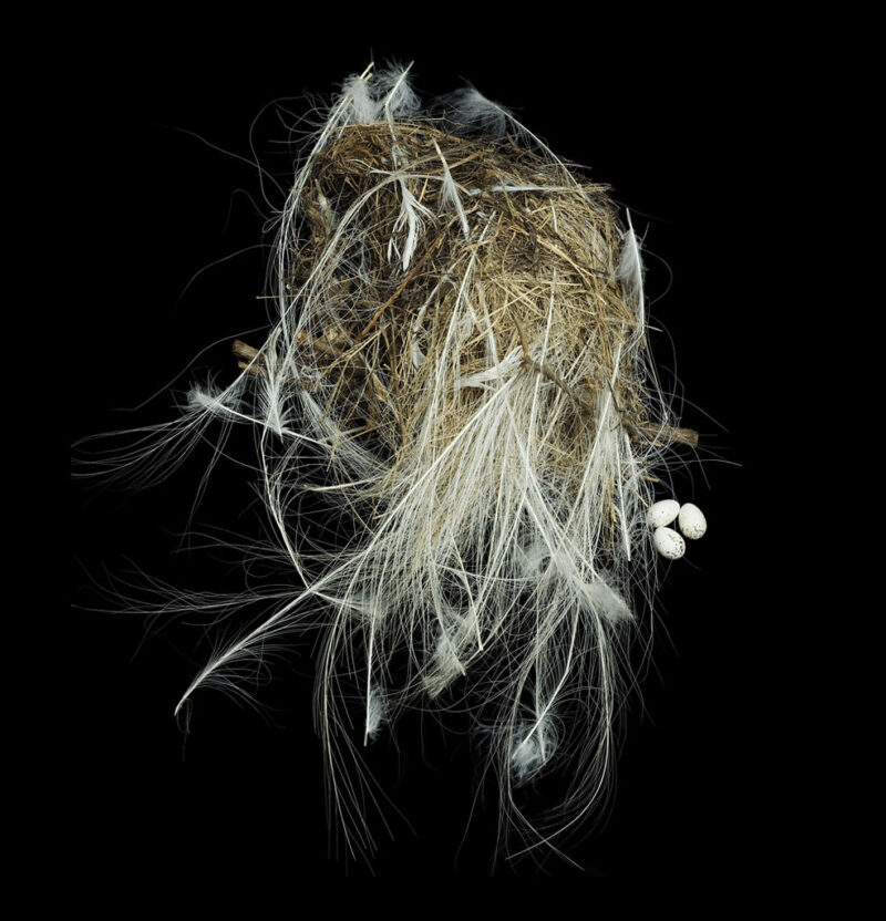 Social Flycather Nest