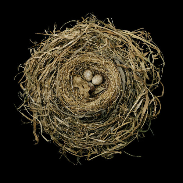 Song Sparrow Nest