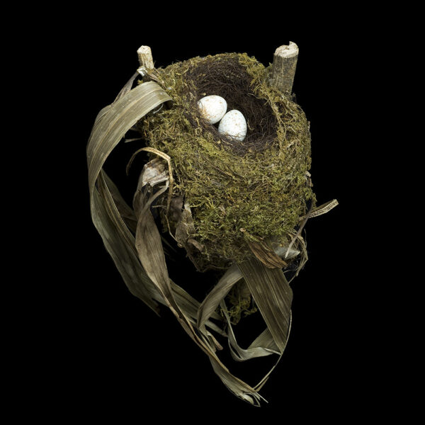 Spotted Nightingale-thrush