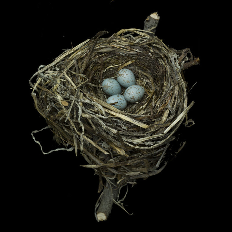 Swainson's Thrush