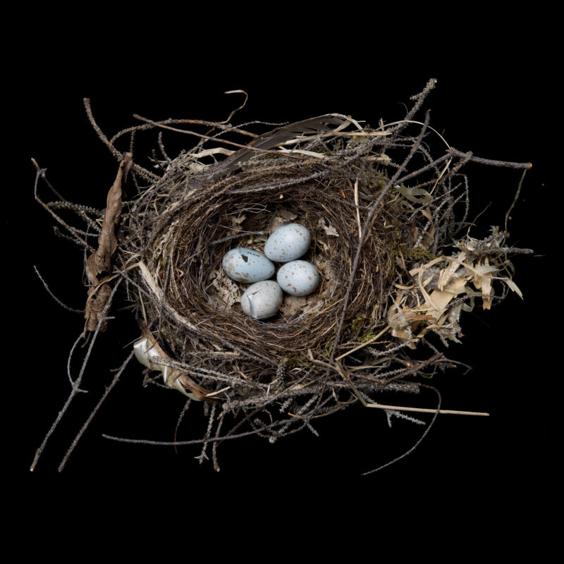 Swainsons Thrush Cornell