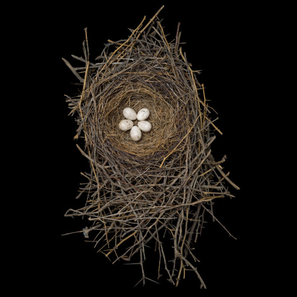 Toxostoma Bendirei Nest